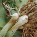 ҹ ҹ  ҹ  (Kaempferia galanga L.) ; ҹ ʹѹ ҹٴ ҹ