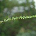 ١ (Phyllanthus amarus Schumach. & Thonn.) ; ҡѧ ҡ ТԹ