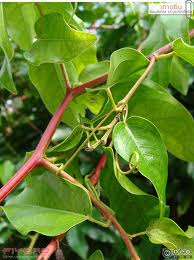 ٻҾ2 ͧԹ : ҹҧᴧͺ Bauhinia strychnifolia