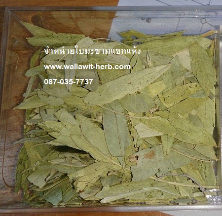 Тᢡ Тᢡ  Dried senna leaves 番泻叶干100% ʹ 094-289-4246 / 063-263-9542